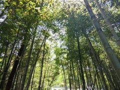 -求雨山文化公园