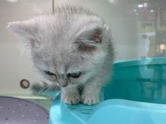 -糯米喵星人·撸猫猫舍咖啡馆(西市场嘉华店)