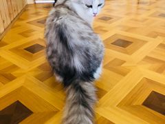-MOYOYO猫咪咖啡店