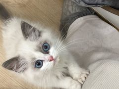 -有喵·猫咖·狗咖·30几只猫10只小狗(岗厦店)