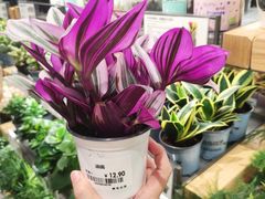 -鹿岛生活(熙地港店)