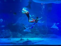 -烟台海昌鲸鲨海洋公园