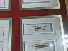 -上海昆虫博物馆