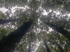 -黄海国家森林公园