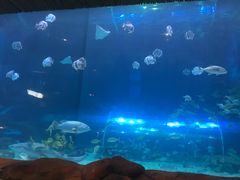 -华夏文旅海洋公园