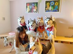 -Husky Go! 哈士奇体验馆·宠物咖啡厅狗咖