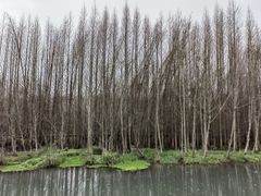 -桤木河湿地公园