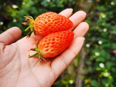 -胜丰草莓采摘园