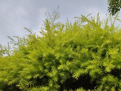 -桂湖森林公园