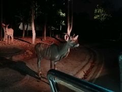 -清迈夜间动物园