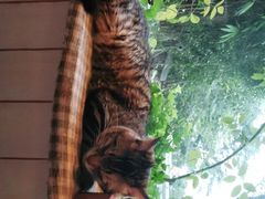 -海边的猫和咖啡馆