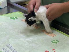 -瑞鹏宠物医院·宠保定点·心脏科·内科(御桥分院)