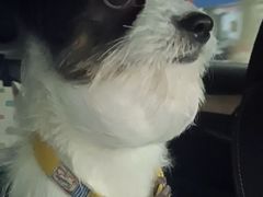 -康旭宠物医院(郑州总院)