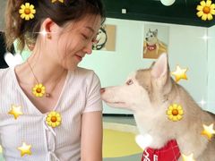 -Husky Go! 哈士奇体验馆·宠物咖啡厅狗咖