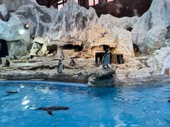 -帝企鹅自助餐厅•儿童岛•真企鹅(长隆企鹅酒店)