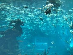 -海棠湾洲际-涛·海底餐厅·美人鱼·自助餐·海底隧道