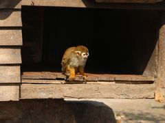 -上海野生动物园