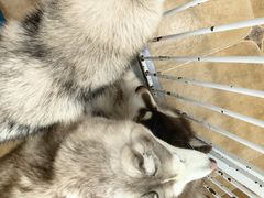 -Let's go狗咖·猫咖·奶狗·桌游(春熙路IFS店)