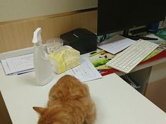 -康成宠物医院24H·CT·核磁共振