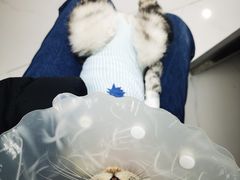 -纳吉亚猫专科动物诊疗中心(蒋宅口分院)