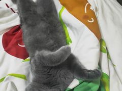 -宠爱国际动物医院· 猫科· 外科·中兽医(长白店)