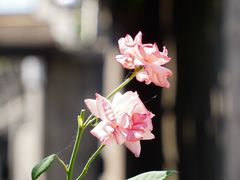 -鸣鹤古镇
