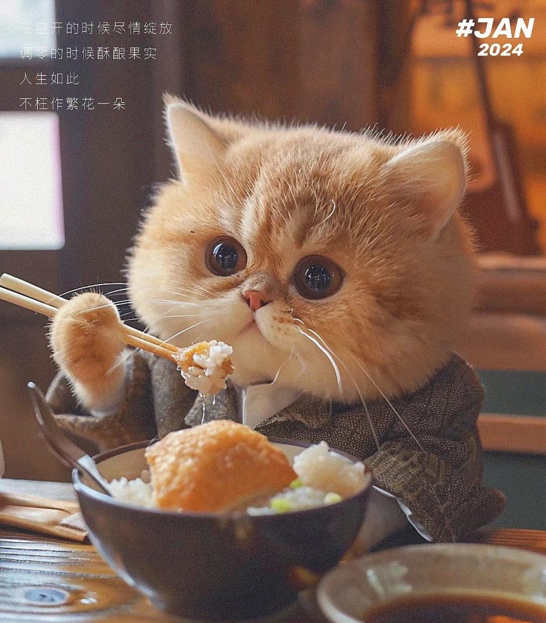 看了《繁花》猫咪实在是太馋宝总泡饭和排骨年糕啦!