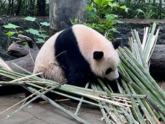 -都江堰中华大熊猫苑