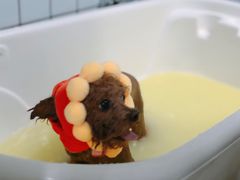 -BABYDOG宝贝狗宠物乐园(欧洲城店)
