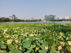 -莲花池公园