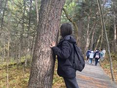 -五营红松林海景区