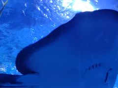 -太平洋海底世界