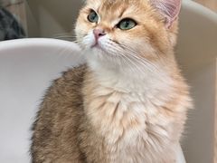 -有喵·猫咖·狗咖·40+猫狗有小奶狗(岗厦店)