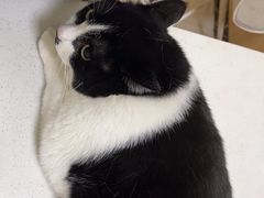 -瑞鹏宠物医院·骨科·猫科·内科(第一中心)