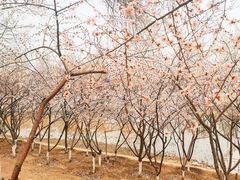 -桃花堤公园