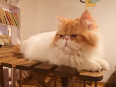 -Cappucimeow猫咪咖啡馆(韦伯时代店)