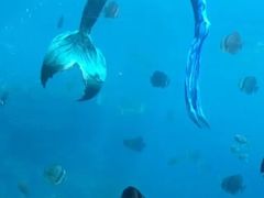 -瑞德姆美人鱼海底演艺主题餐厅(亚龙湾店)