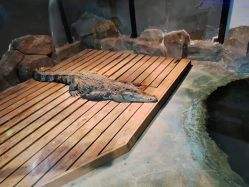 -未来动物城动物主题公园(大悦城店)