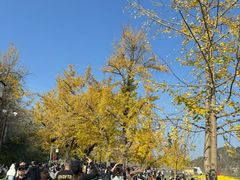 -千年银杏谷文化旅游区