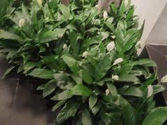 -徽州小镇(高新店)