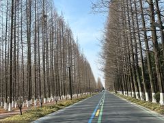 -黄海国家森林公园