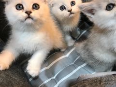 -喵zoo家庭繁育猫舍(尖东智能花园店)