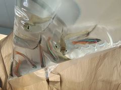 -保定市花鸟鱼虫市场