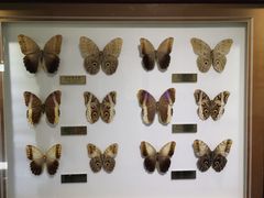 -上海昆虫博物馆