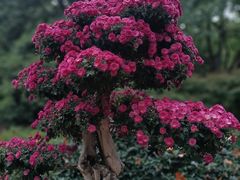 -杭州植物园