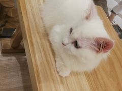 -飞行喵MR PILOT|猫舍·猫咖(静安大融城店)