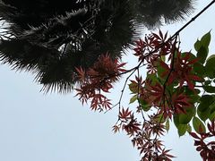 -南山植物园