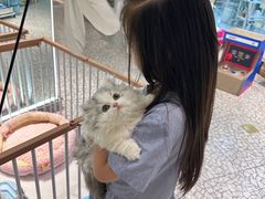 -momokira米努特·德文卷毛猫·棉花面纱犬