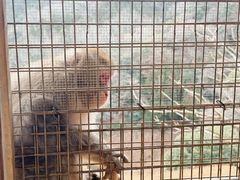 -岚山猴子公园