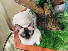 -藏猫猫咖啡主题馆(中央大道店)